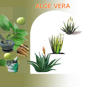 Indian herbs suppliers,herbs exporters,aloe vera herbs manufacturers,aloe vera exporters india
