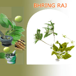 bhring raj suppliers india,Indian herbs suppliers,herbs exporters,bhring raj herbs manufacturers,bhring raj exporters india