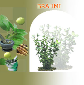 brahmi herbs manufacturers,brahmi exporters india,herbs supplier india