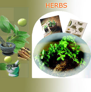 herbs suppliers india,herbs exporters,indian herbs manufacturers
