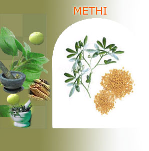 methi suppliers india,Indian herbs suppliers,herbs exporters,methi herbs manufacturers,methi exporters india