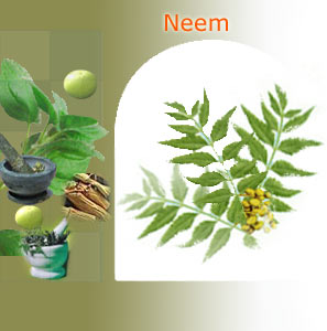 neem suppliers india,Indian herbs suppliers,herbs exporters,neem herbs manufacturers,neem exporters india