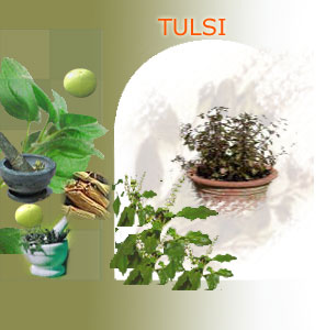 tulsi suppliers india,Indian herbs suppliers,herbs exporters,tulsi herbs manufacturers,tulsi exporters india